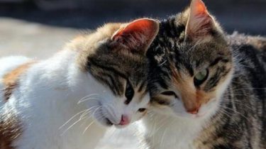 Можно ли подружить двух кошек? Царство домашних животных.
