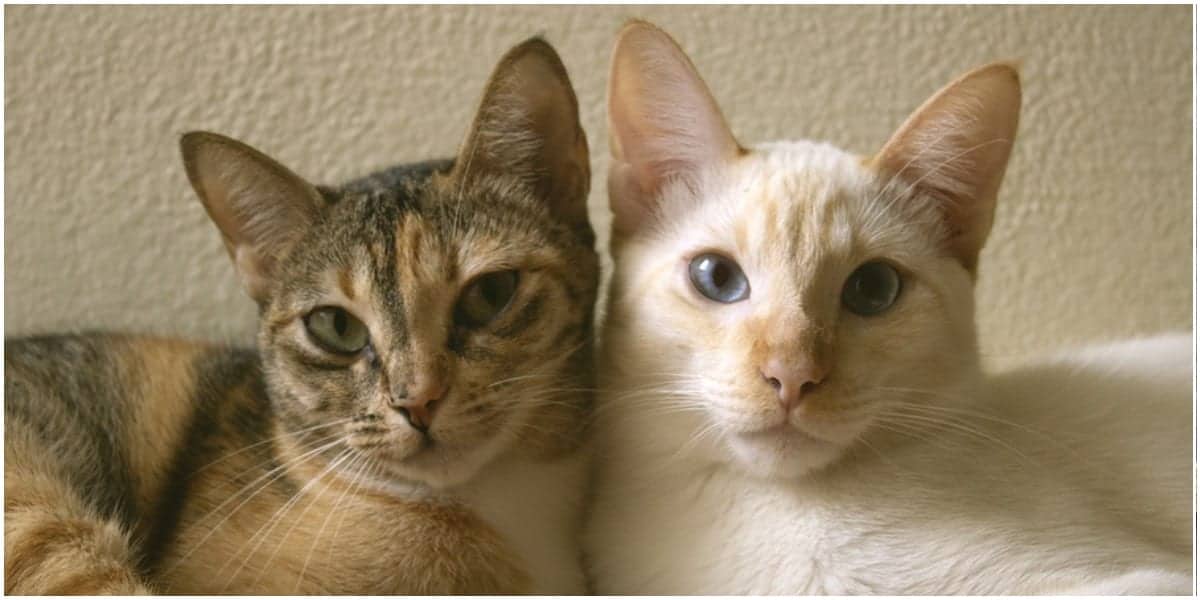 Можно ли подружить двух кошек? Царство домашних животных.